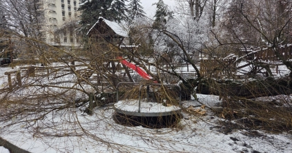 Korhadt fa dőlt ki a központi parkban